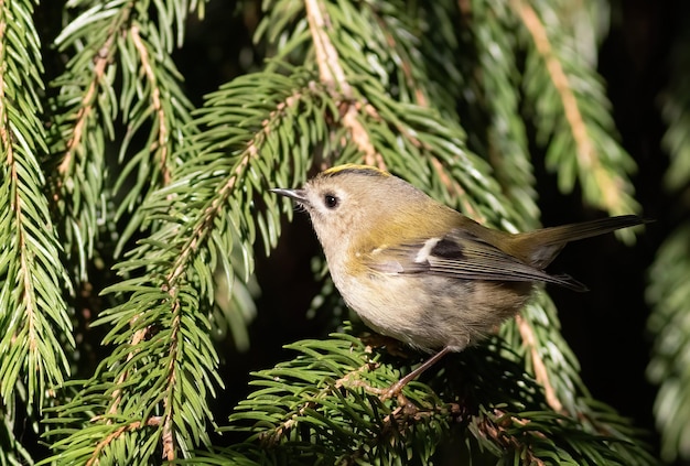 사진 goldcrest regulus regulus 새가 전나무 가지에 앉아