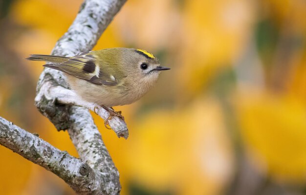 Goldcrest Regulus regulus 새가 아름다운 배경을 배경으로 나뭇가지에 앉아 있습니다.