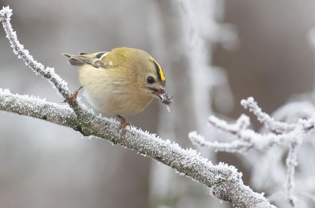 Goldcrest Regulus regulus 새가 나뭇가지에 앉아 부리에 파리를 물고 있습니다.