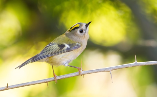 Goldcrest regulus regulus De vogel zit op een tak met doornen kijkt omhoog