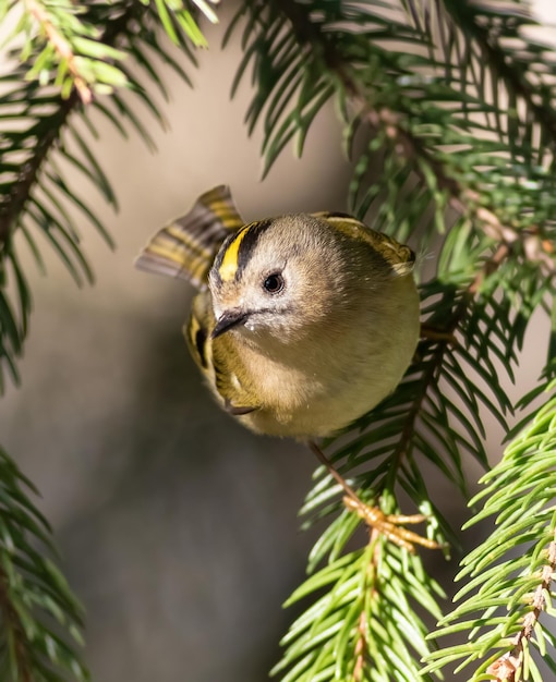 Goldcrest Regulus regulus Een vogel zit op een dennentak