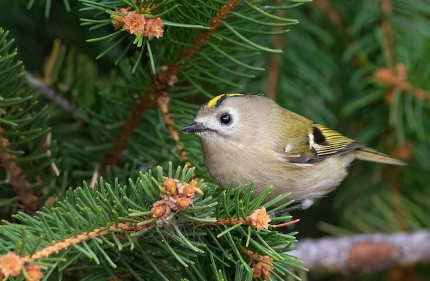 Goldcrest Regulus regulus 가문비나무 가지에 앉아 있는 작은 새