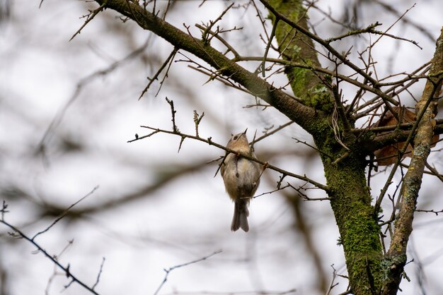 Goldcrest (Regulus regulus) looking for insects in the hedgerow