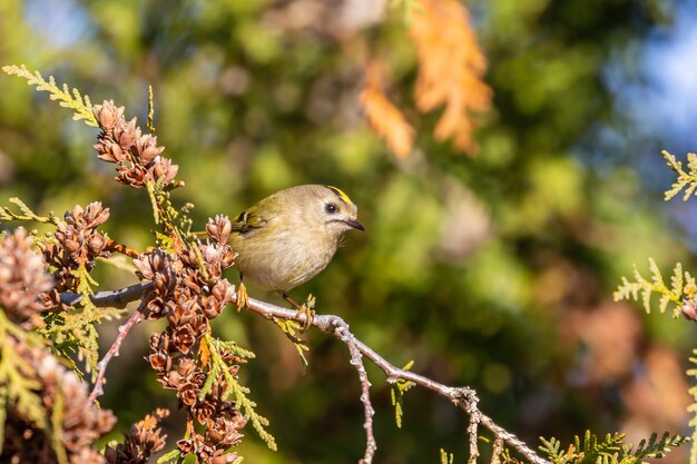 thuja 나뭇 가지에 앉아 Goldcrest (Regulus regulus)