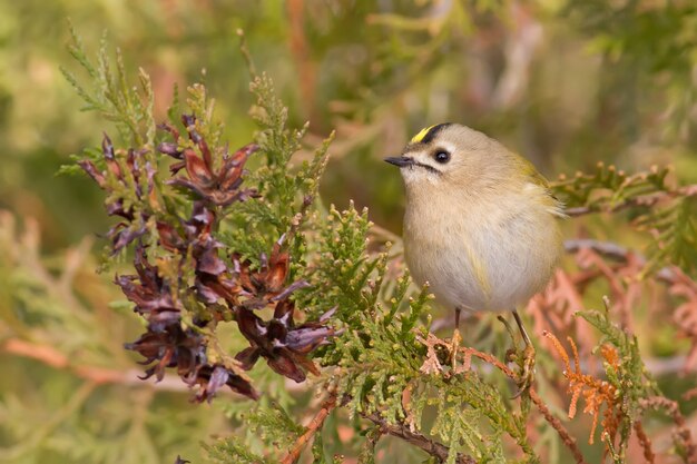 Goldcrest 유럽에서 가장 작은 새가 thuja 지점에 앉아 있습니다.