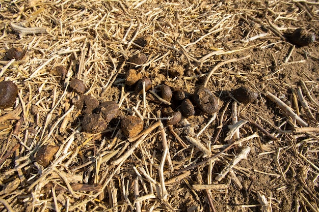 金粉をまぶしたヤギの糞は実際の観葉植物の肥料です