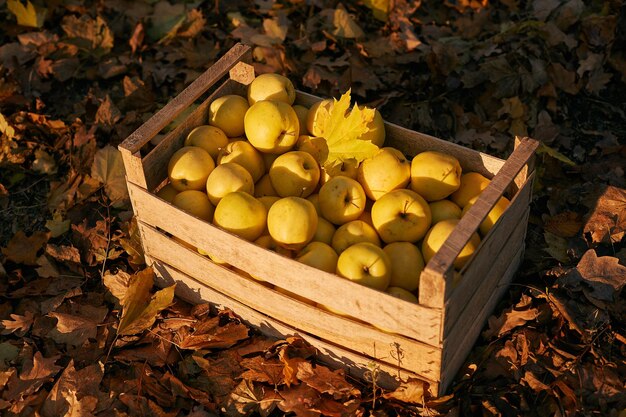 Golden apples in vintage wooden box on the ground full of autumn foliage ripe yellow fruits harvest