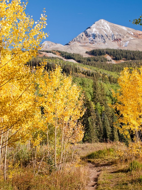 Golden aspens at the Woods Lake, Colorado.