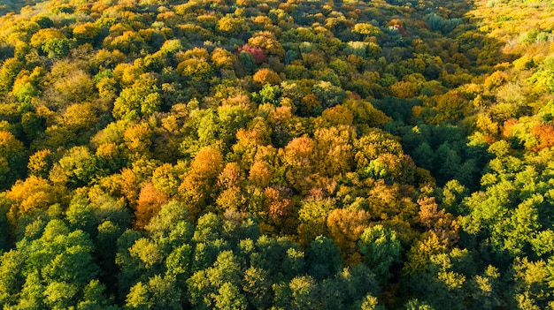 Golden autumn, aerial view of forest landscape with yellow trees from above