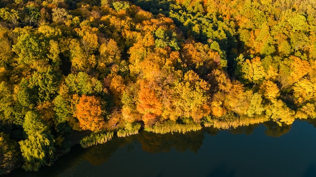 Golden autumn, aerial view of forest with yellow trees and lake landscape from above