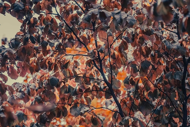 Golden autumn. Autumn nature. Yellow leaves. Orange foliage. Sun rays. Picturesque landscape.