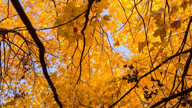 明るい晴れた日の都市公園の黄金の秋