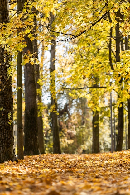 Golden autumn in the city park on a bright sunny day