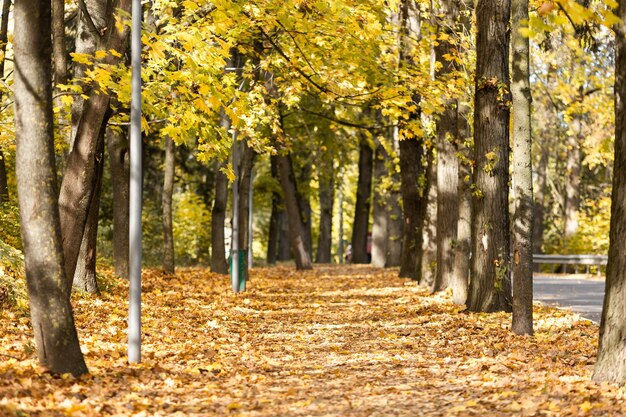 明るい晴れた日の都市公園の黄金の秋