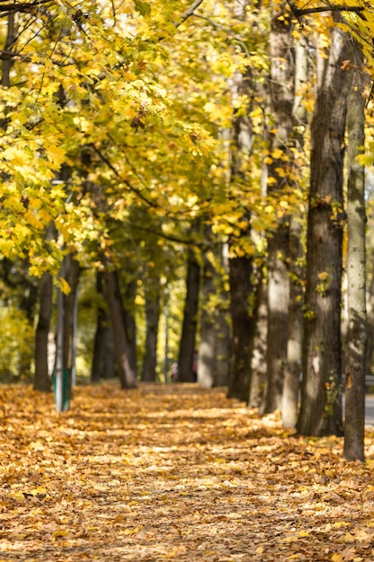 Golden autumn in the city park on a bright sunny day