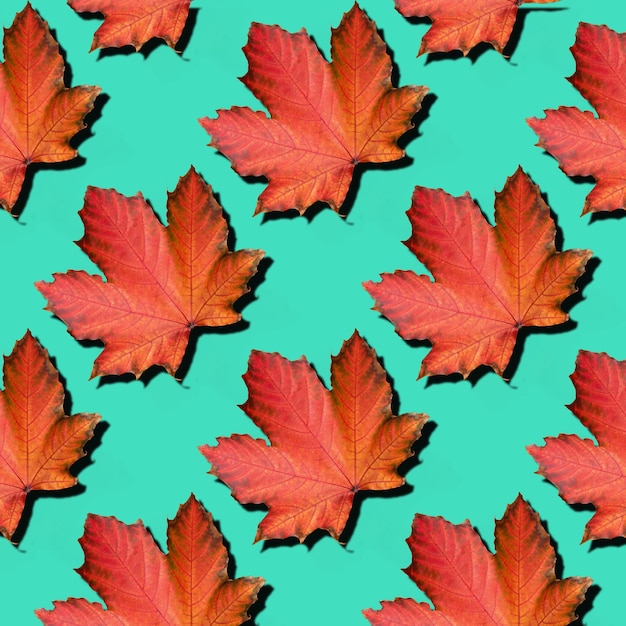 Golden autumn concept Sunny day warm weather Red maple leaf on mint turquoise background with copy space Top view Colors of fall