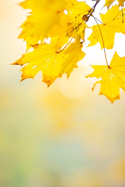 Golden autumn concept with copy space. Autumn maple leaves