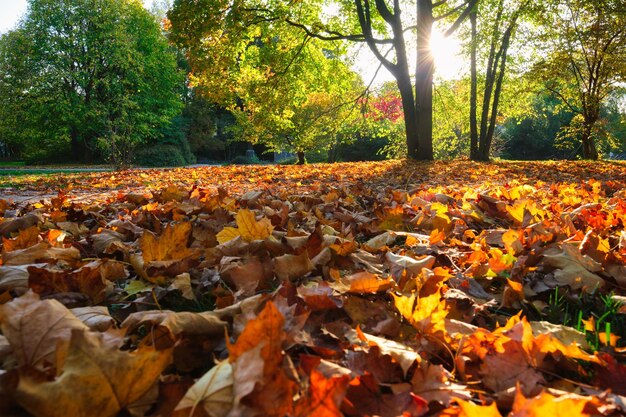 Photo golden autumn fall october in famous munich relax place englishgarten munchen bavaria germany