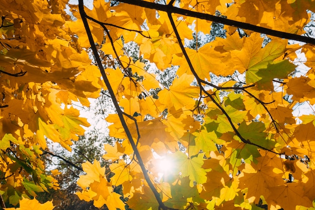 Golden autumn foliage leaves in park sunlight