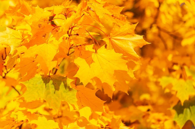 晴れた秋の日の黄金の紅葉