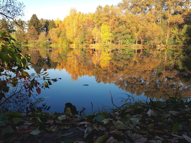 Foto foresta d'autunno dorata con vista sul lago scena d'acqua del lago nella foresta autunnale