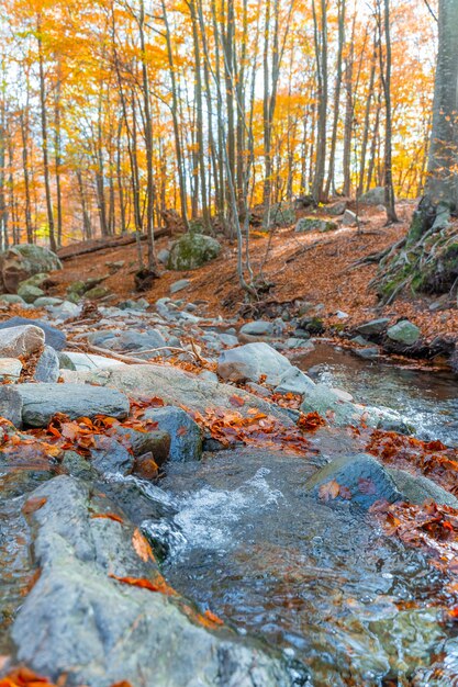 Foto paesaggio dorato della foresta autunnale sotto i caldi raggi del sole paesaggio rurale