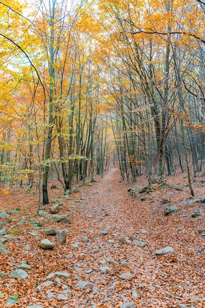 Golden autumn forest landscape under the warm rays of the sun Rural landscape