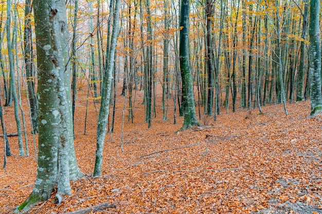 Golden autumn forest landscape under the warm rays of the sun Rural landscape