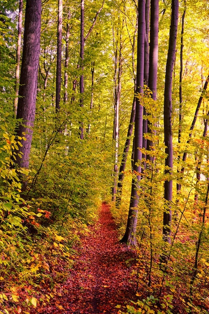 Golden autumn forest