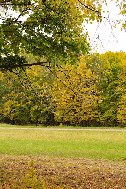 Golden autumn in the forest