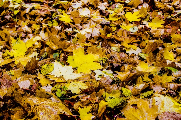 黄金色の秋、地面にはカエデの黄色とオレンジ色の葉が横たわっています