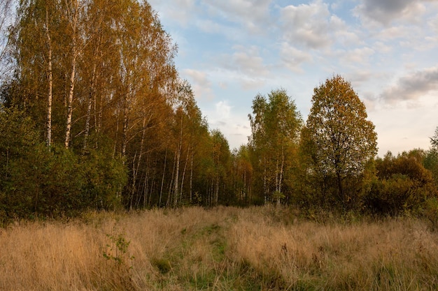 Golden autumn landscape in central Russia Fall forest in a sunny day