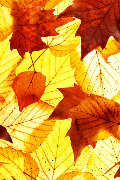 Золотые осенние листья фон