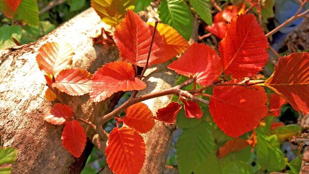 Golden Autumn Leaves