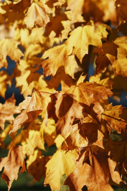 Golden autumn maple leaves in full screen.