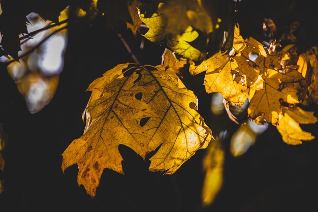 Photo golden autumn maple leaves on the tree in warm light