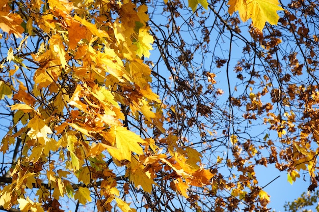 Golden autumn maple leaves view closeup