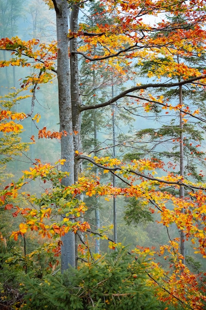 Golden autumn in mountain forest landscape