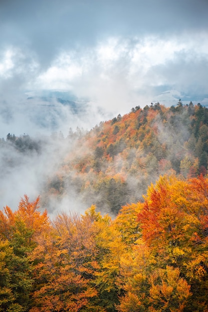 Golden autumn in mountain forest landscape