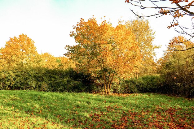 Golden autumn scene in a forest or park. yellow tree leaves