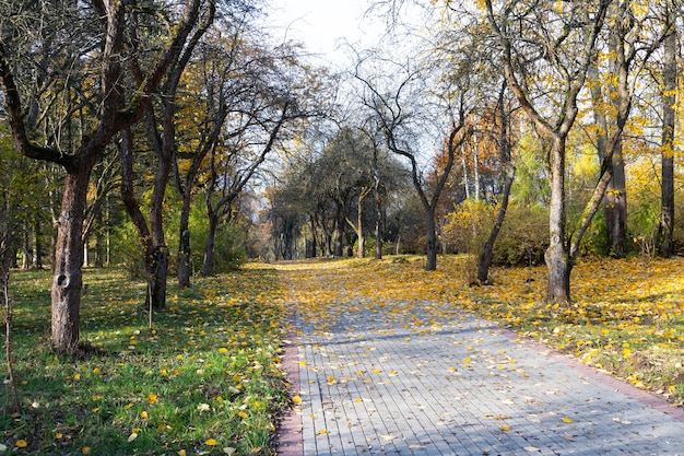 Golden autumn scenery with a nice tree, falling leaves, clear blue sky and the sun shining warmly