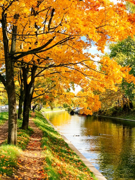 Golden autumn trees and pathway in fallen leaves near canal in sunny weather. Fall