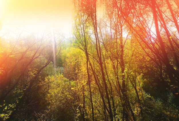 Золотые осенние деревья во время заката и пейзажного фона