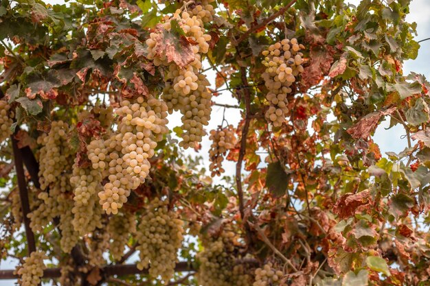 Golden autumn with golden grapes