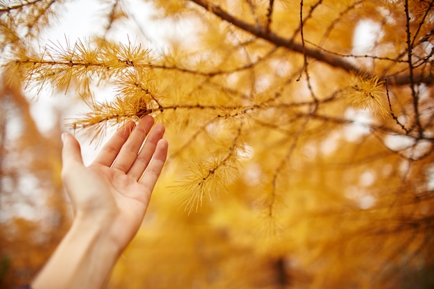 森の中の黄色の木と黄金色の秋。女性の手に黄色のカラマツ針の木、秋が来ました。素晴らしい秋の気分