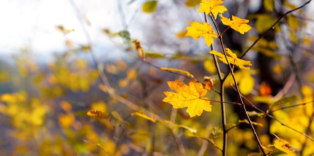 황금빛 가을. 가을 숲의 어린 나무에 노란 단풍잎