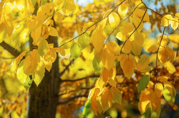 Golden autumnal forest with sunbeams