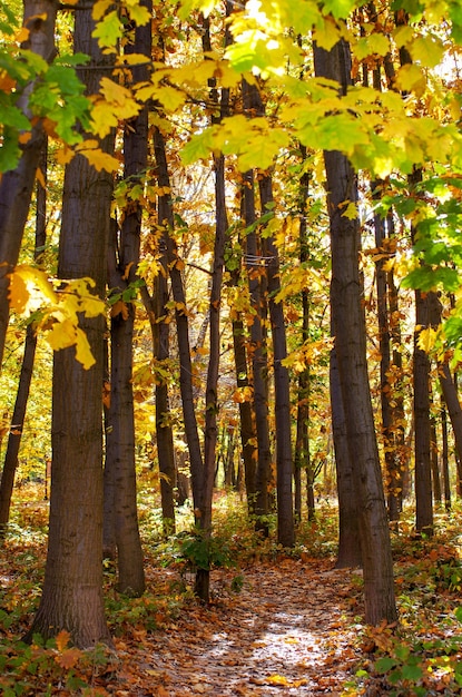 Золотой осенний лес с солнечными лучами