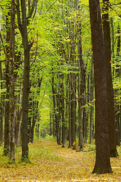 Golden autumnal forest with sunbeams