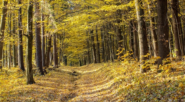 Golden autumnal forest with sunbeams